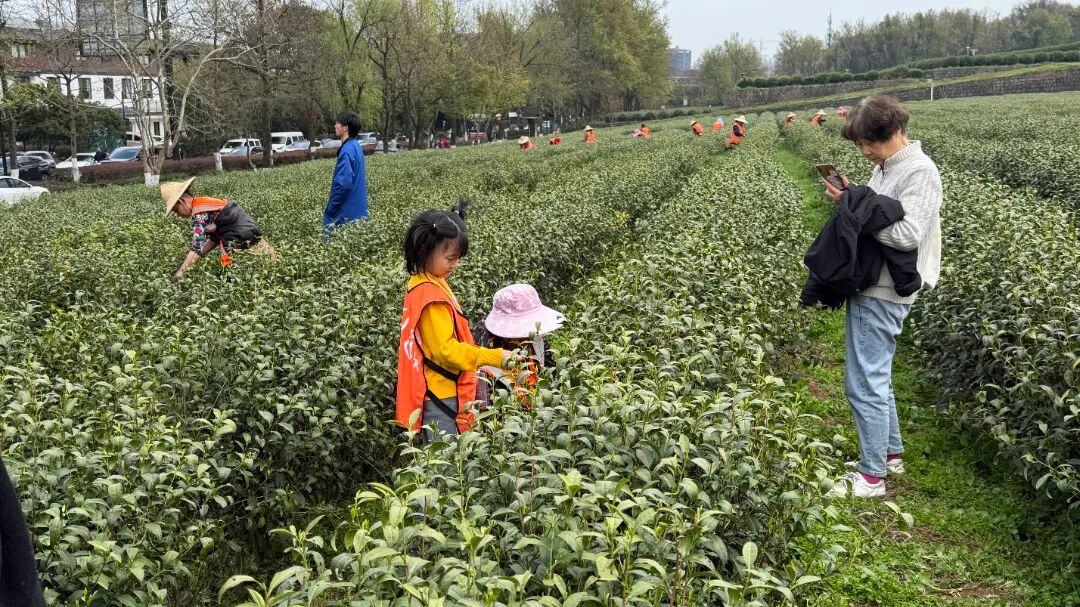 【与老字号同行 探“十五五”新程】第二期——牛通社小记者团走进杭州狮峰茶叶有限公司